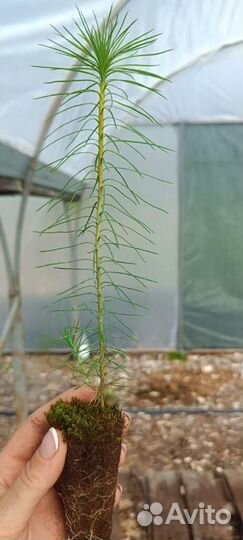 Саженцы сосны зкс от производителя