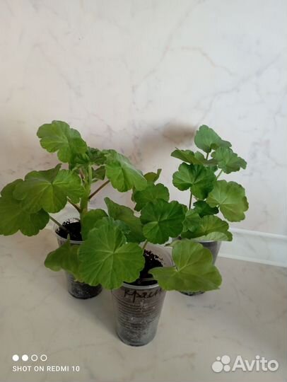 Пеларгония герань