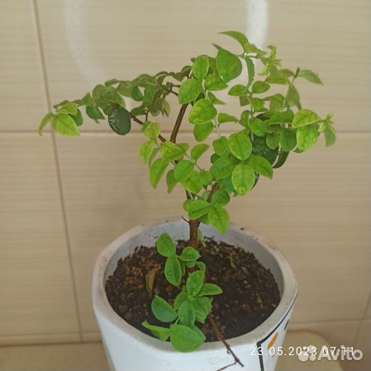 Мирт Лума (Чилийский мирт)