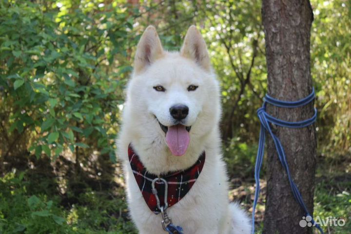 Метис Хаски