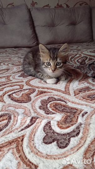 Котенок в добрые руки