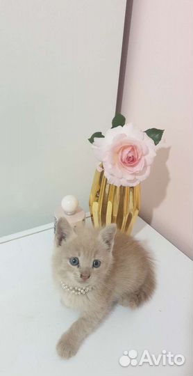 Котёнок