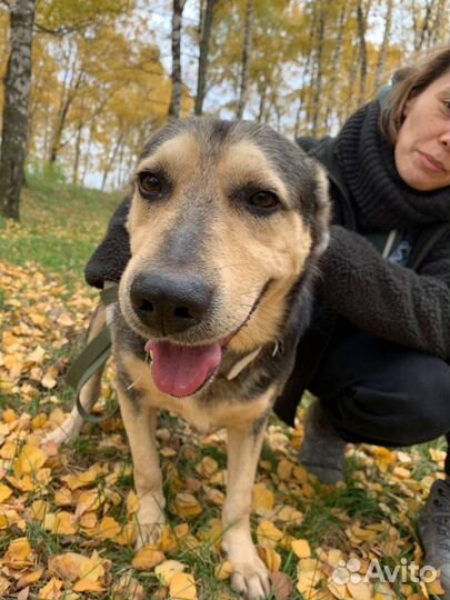 Собака Авель