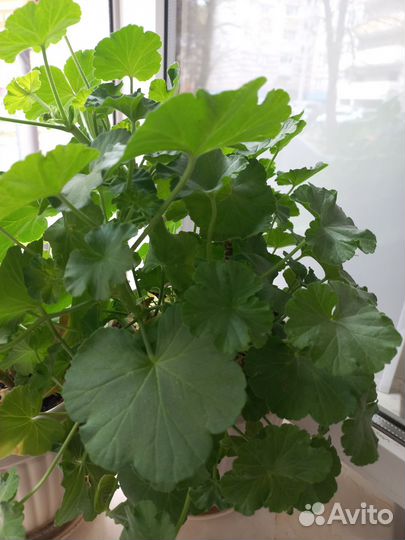 Герань пеларгония