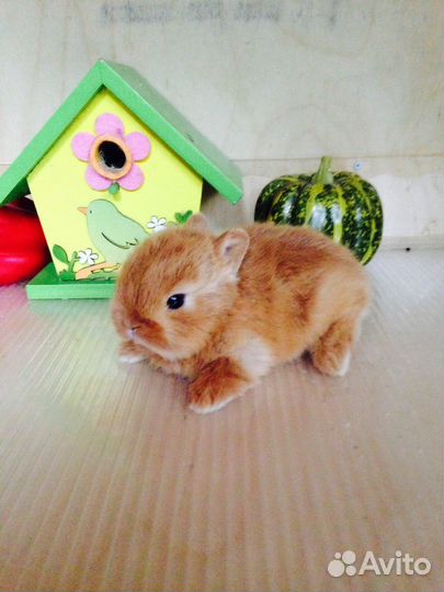 Цветные карлики