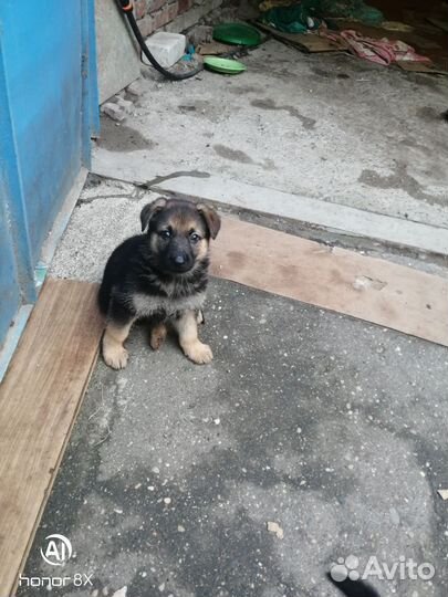 Немецкая овчарка