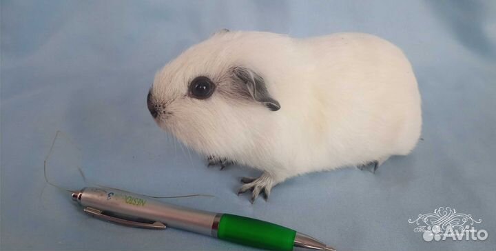 Морские свинки Кали и Селф