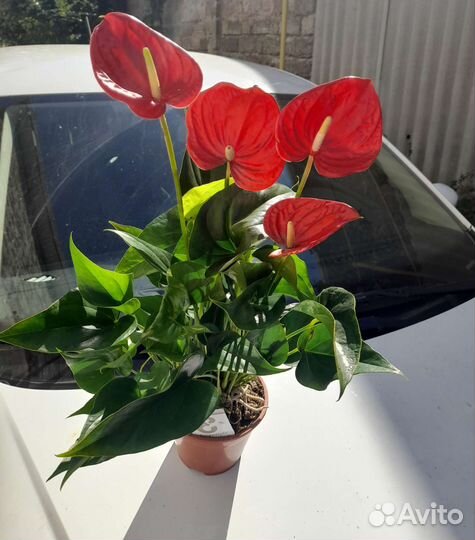 Антуриум красный большой