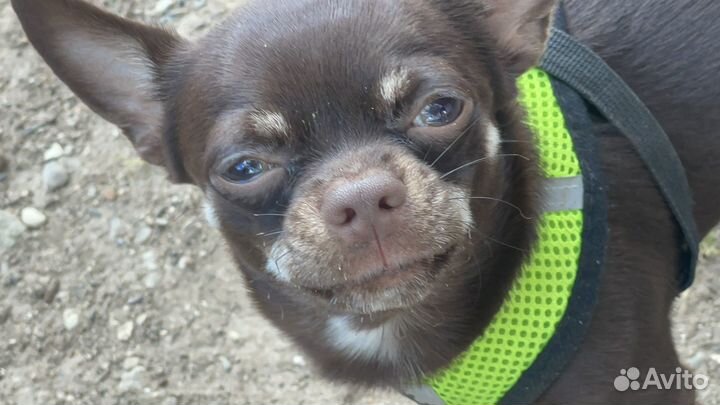 Чихуахуа мини