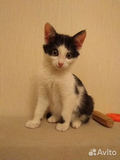 Котенок