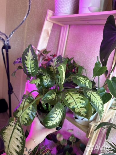 Фикусы, пальмы