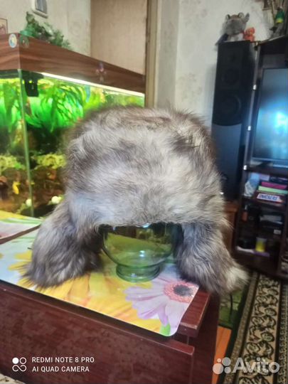 Мужская шапка песец