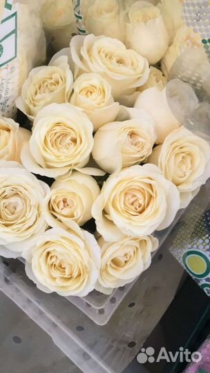 Розы разные сорта