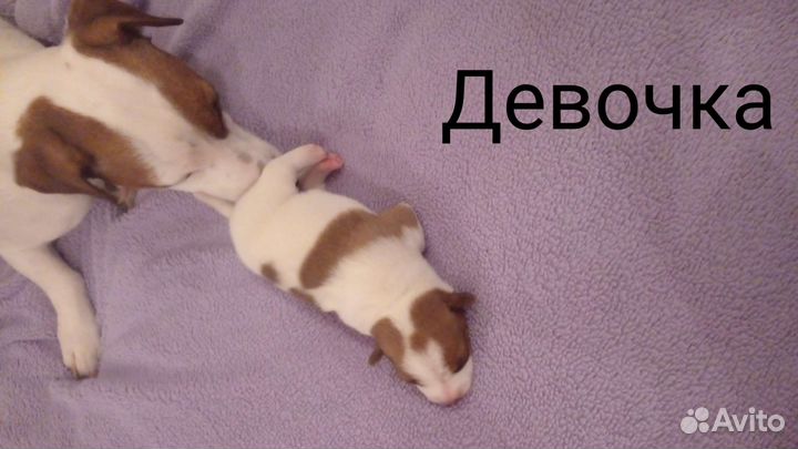Щенки джек Рассел терьер