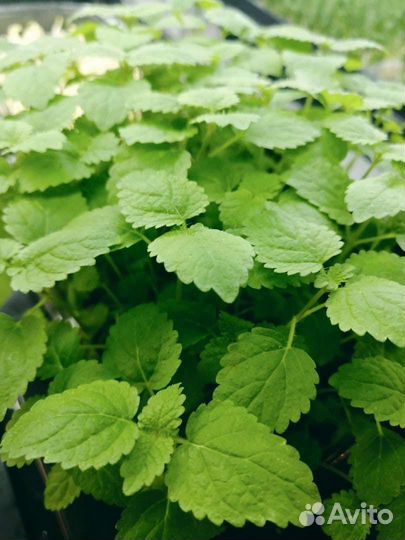 Микрозелень, витграсс, цветы