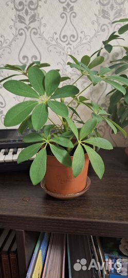 Комнатные цветы шефлера