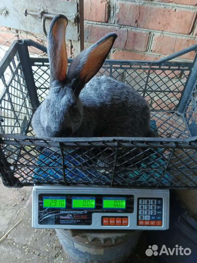 Полтавское серебро