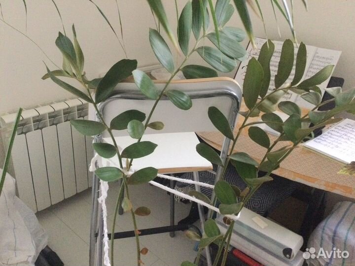 Комнатное экзотическое растение