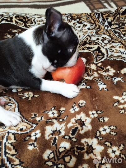 Бостон терьер продается