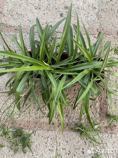 Хлорофитум