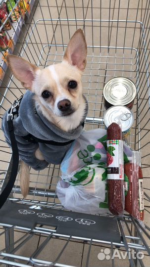 Чихуахуа ищет подружку