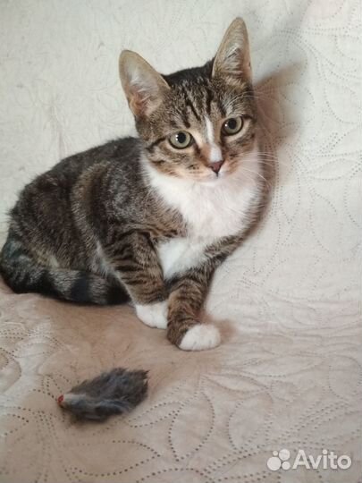 Котенок в добрые руки