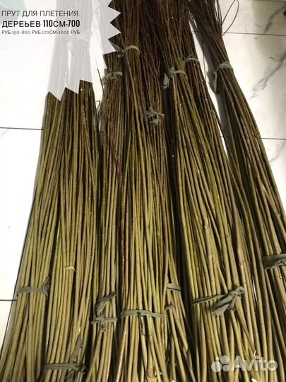 Черенки Американка гигантская