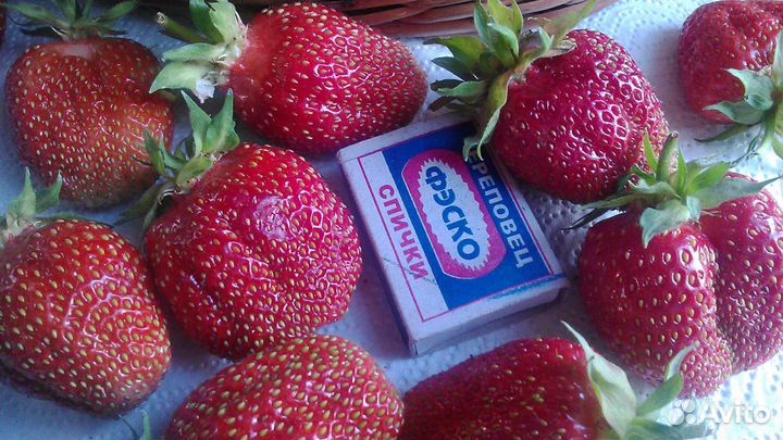 Саженцы клубники, земляники. Купчиха. Максим