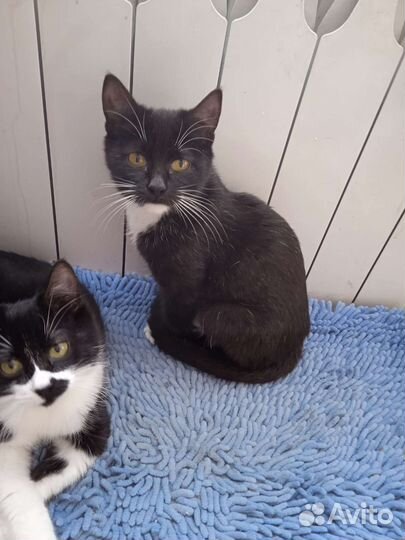 В добрые руки бесплатно коты