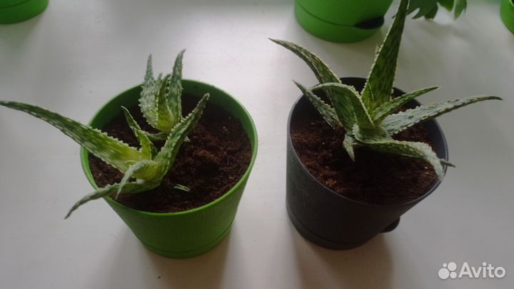 Алоэ Раухи Aloe Rauhii