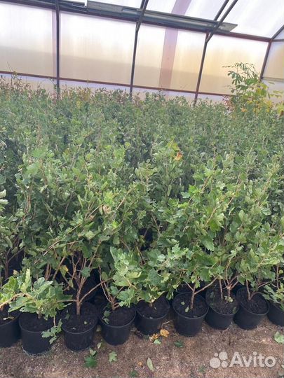 Саженцы крыжовника бесшипого