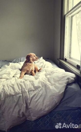 Выгул питомцев)