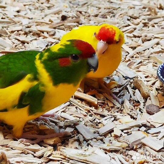 Какарики малыши