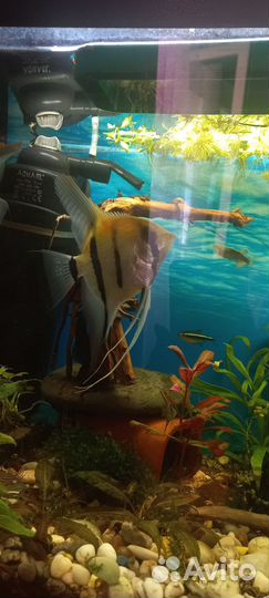 Рыбки скалярии