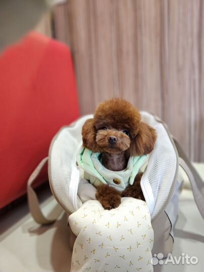 Тедди пудель