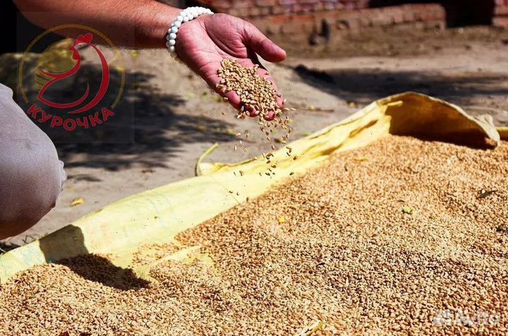 Пшеница ячмень