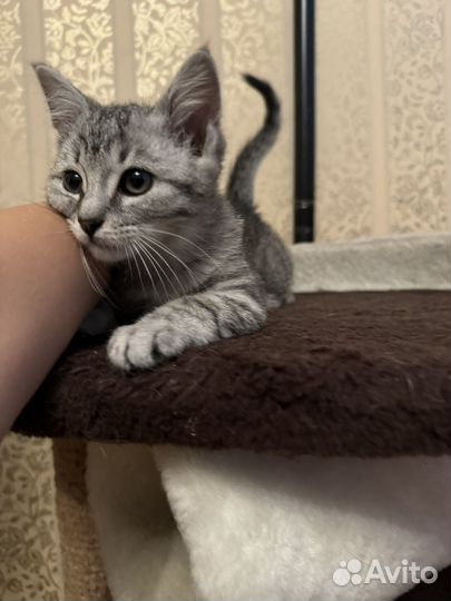 Котенок Макс в добрые руки, в дар