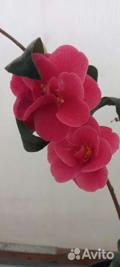 Камелия японская