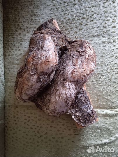 Кап березоаый