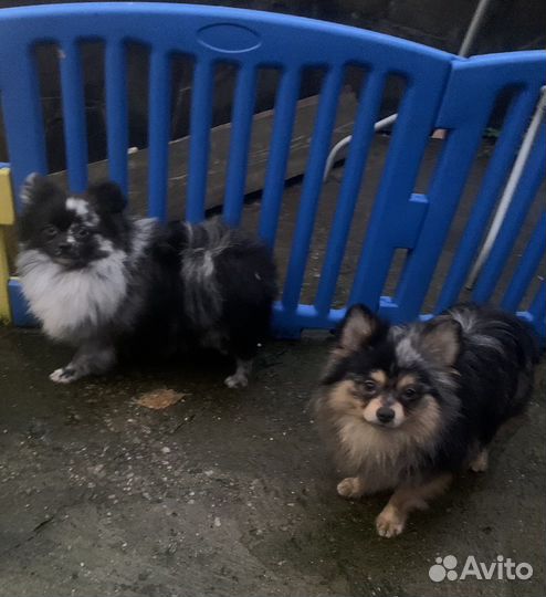 Померанский шпиц нарядный Артемон мерле