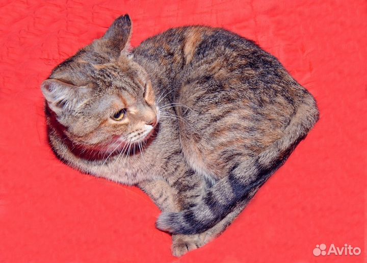 Кошка с сахарным диабетом - кошка Матрёшка