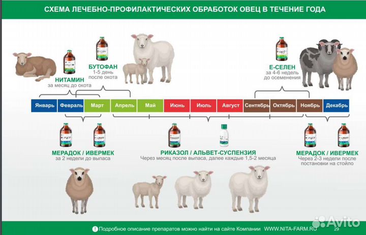 Бараны ягнята дорпер