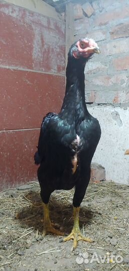 Бойцовых петух