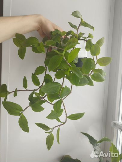 Комнатные растения цветы