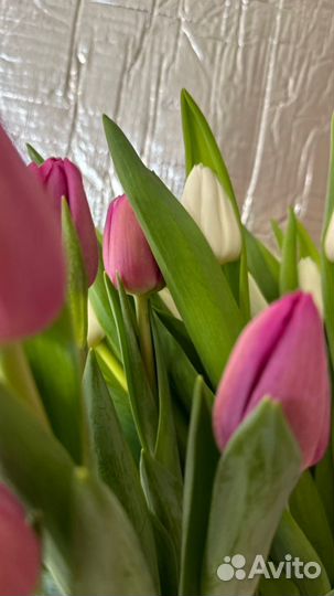 Луковицы тюльпан после выгонки