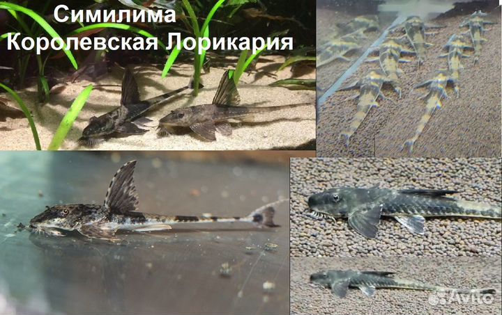 Анциструс звездчатый L181, Стурисома, L - сомы