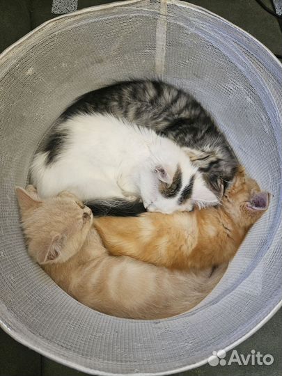 Котята мейн-кун