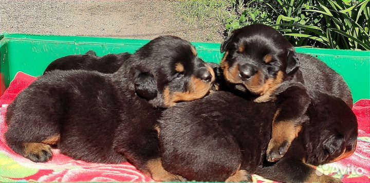 Мальчики и девочки РКФ