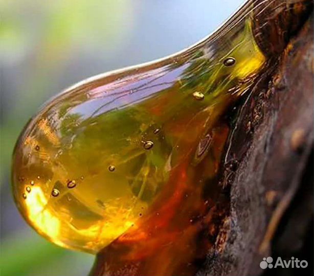Кедровая живица с кедра сибирского