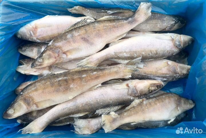 Рыба Судак свежемороженый РФ